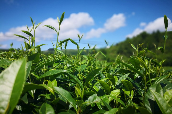 Tourism office showcases tea from Guizhou and Hubei in Rome