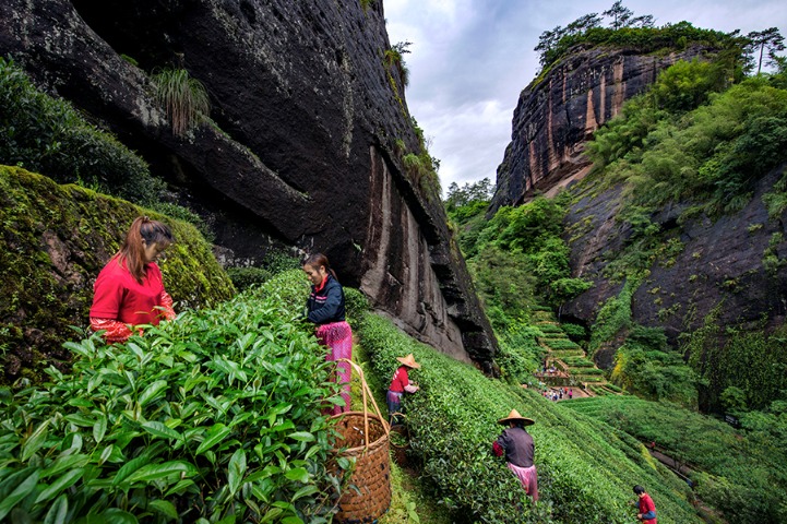 Chinese tea making joins UNESCO list